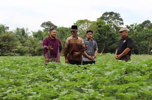 Kenaf: A Crop for the Future