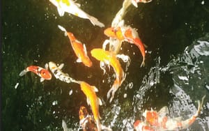 As the Sun Warms the Valley…