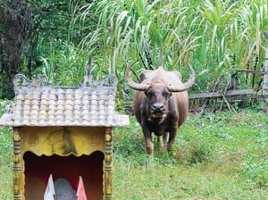 Jalan-Jalan Cari Datuk: Interpretations